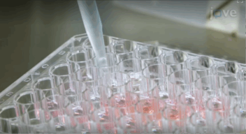 Seeding of cells for organoid growth [Quelle: Bardenbacher et al.].