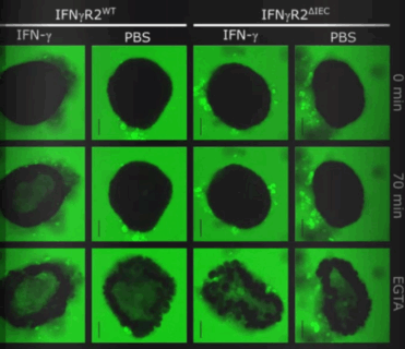 Imaging of organoids.