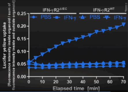 Quantification and statistical evaluation.