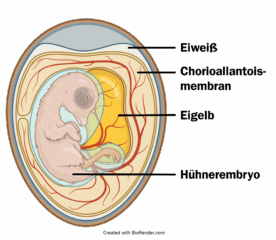 Zur Seite: CAM-Tumormodell