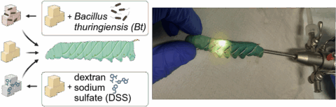 Induktion von Darmentzündung und Endoskopie bei M.Sexta