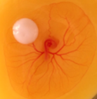 Zur Seite: Arzneimittelwirkung und Toxizität