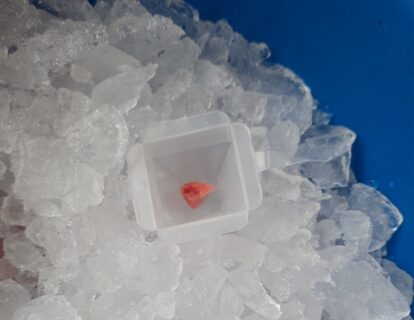 Die Lungenstücke werden in Blöcke gegossen und härten in einem Eisbad aus, damit Sie im Anschluss angeschnitten werden können.