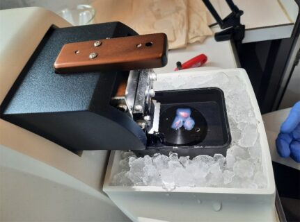 Der Objekthalter wird im Vibratom zur Anfertigung von Gewebeschnitten platziert.