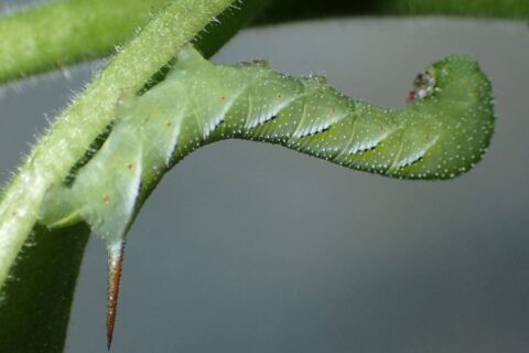 Tabakschwärmer-Raupe