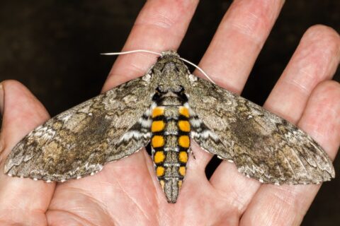 Nachtschwärmer (Manduca sexta)